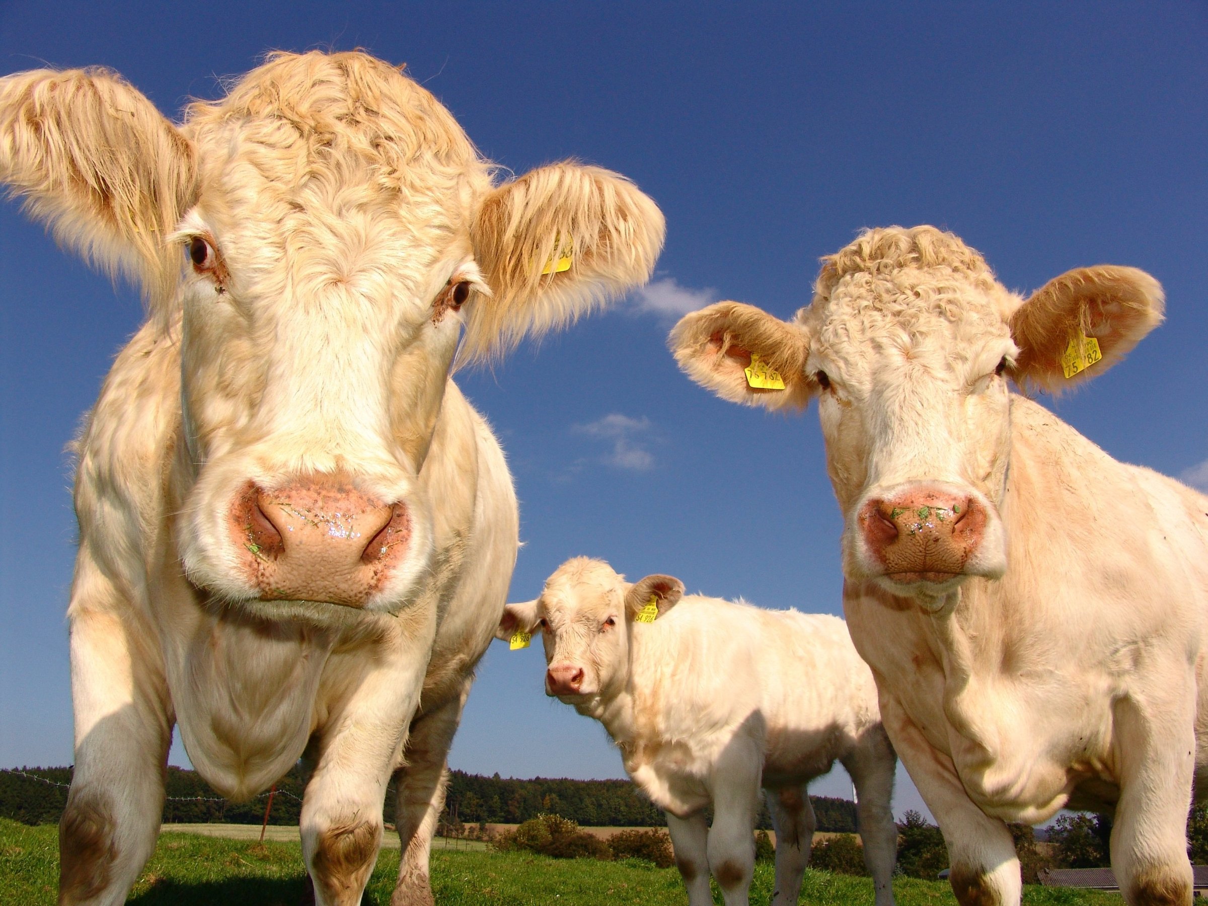 Steaks are High on the Frontline: Customers can't afford groceries